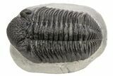 Large Phacopid (Drotops) Trilobite - Mrakib, Morocco #235795-1